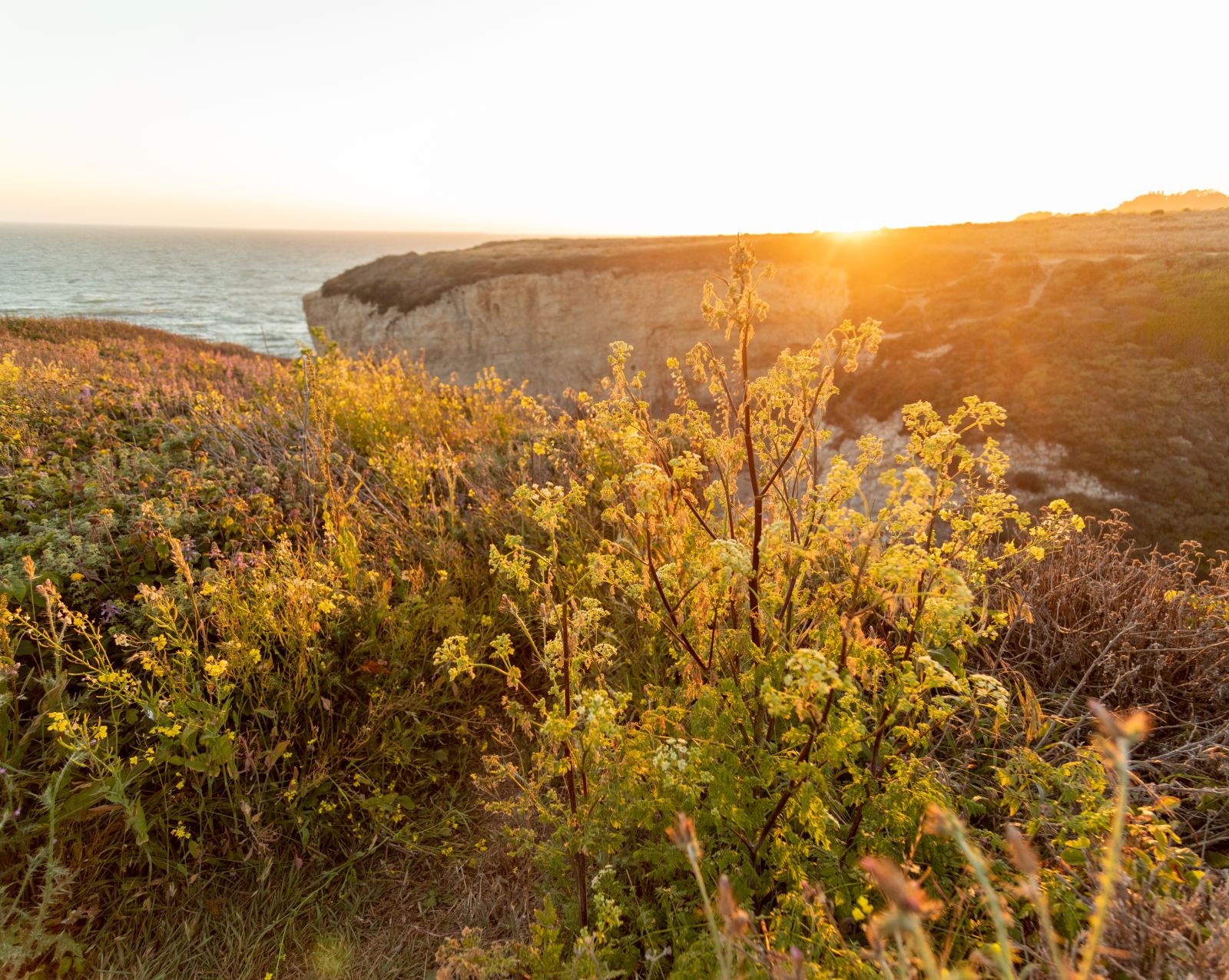 Plants growing on a bluff overlooking the ocean at sunset